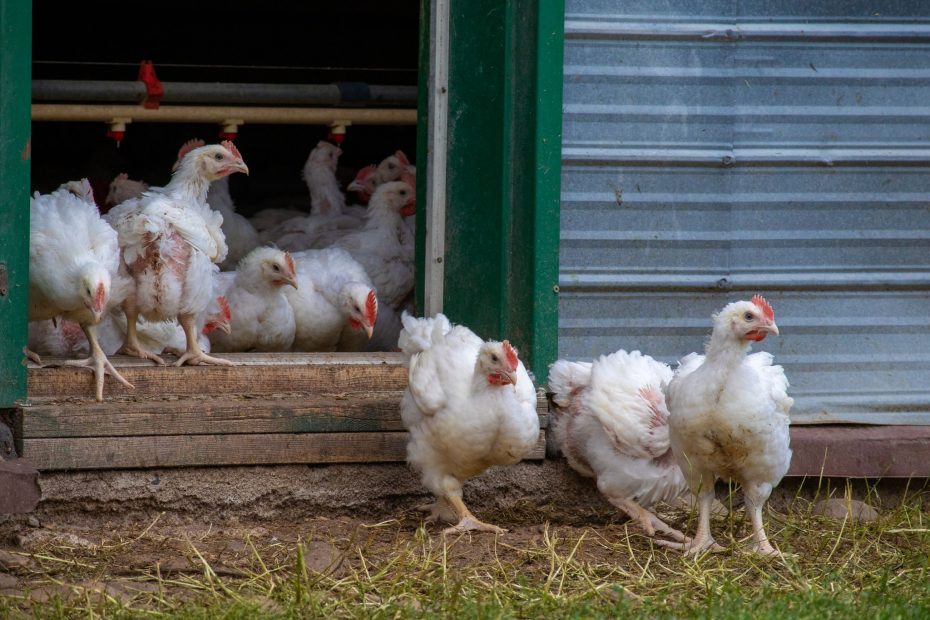 Poulets bio, Viandes biologiques charlevoix