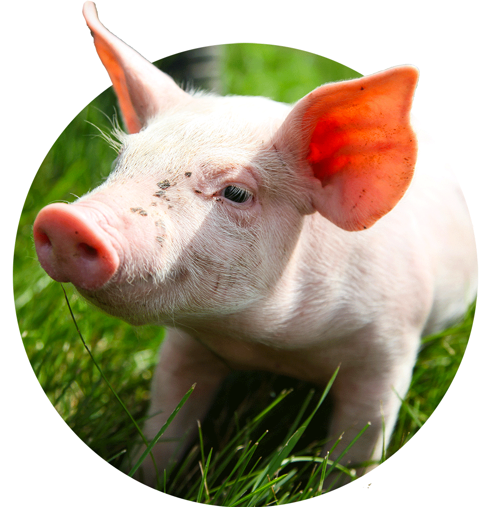 Porcs bio, Viandes biologiques charlevoix